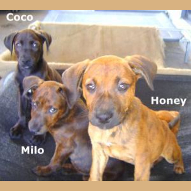 Photo of Milo