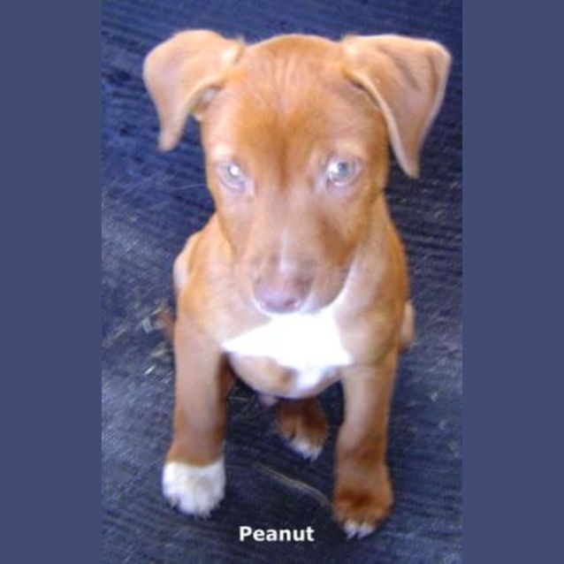 Photo of Peanut