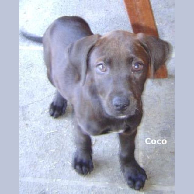 Photo of Coco