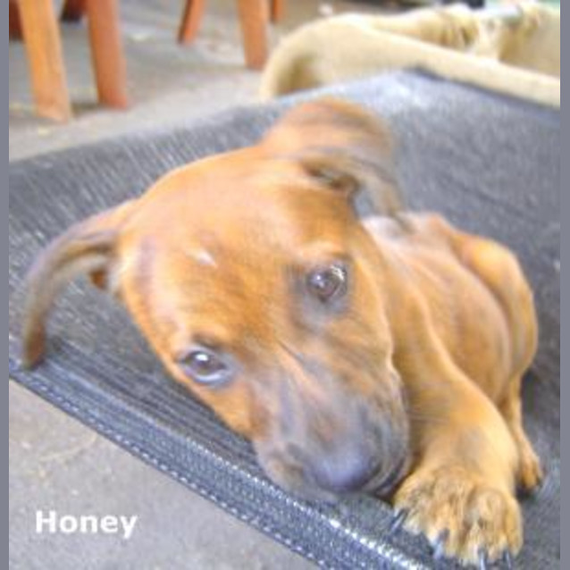 Photo of Honey