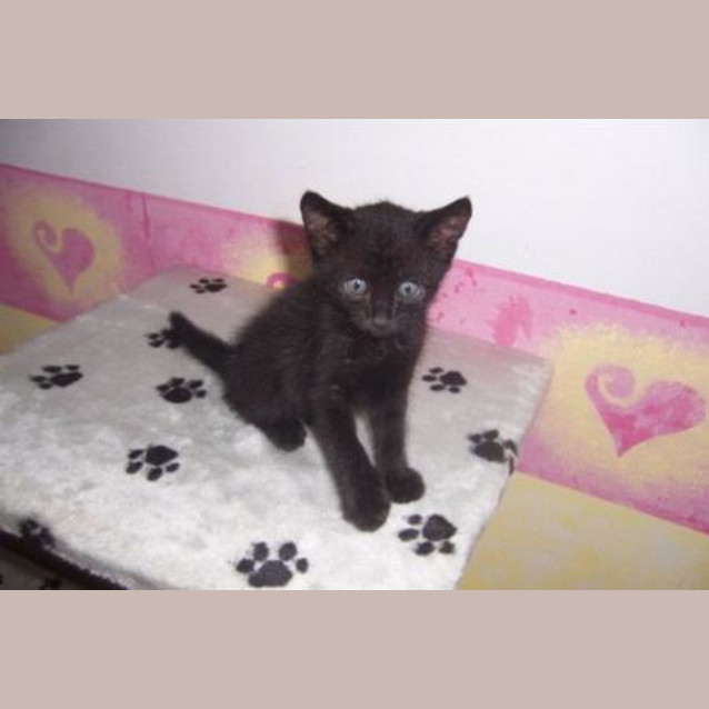 Photo of Shadow