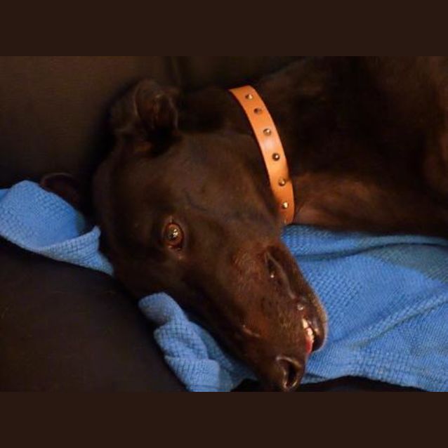 Photo of Butch