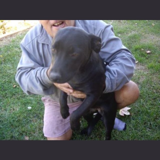 Photo of Missy  Adoption Pending