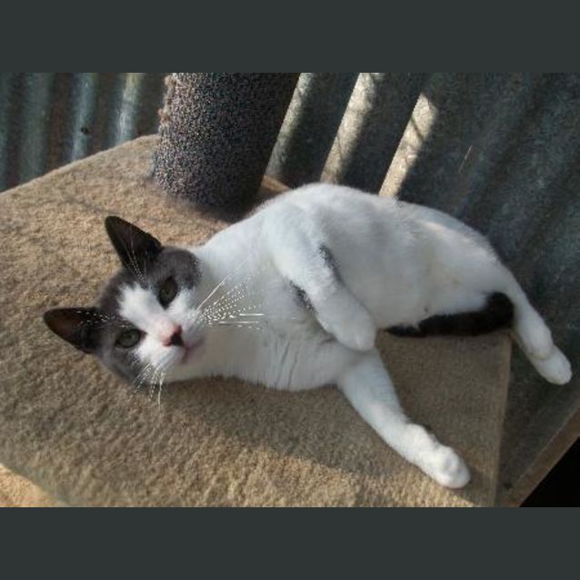 Photo of Ramone & Nelson