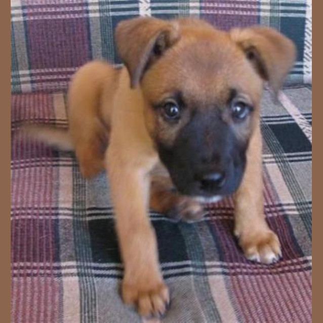 Photo of Bessie   Adopted