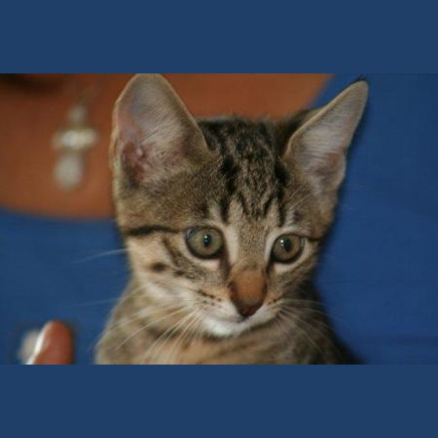 Photo of Gretta/Adoption Pending