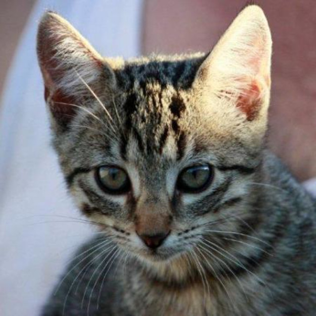 Photo of Gretta/Adoption Pending