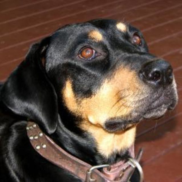 Photo of *Urgent Foster Carer Needed* Jilly