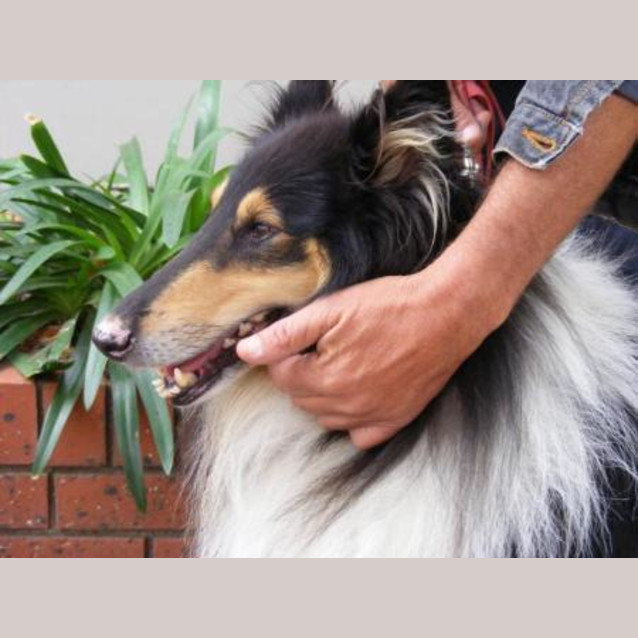 Photo of Mick  *****On Hold*****