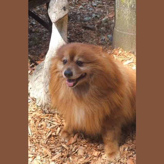 Photo of Samson