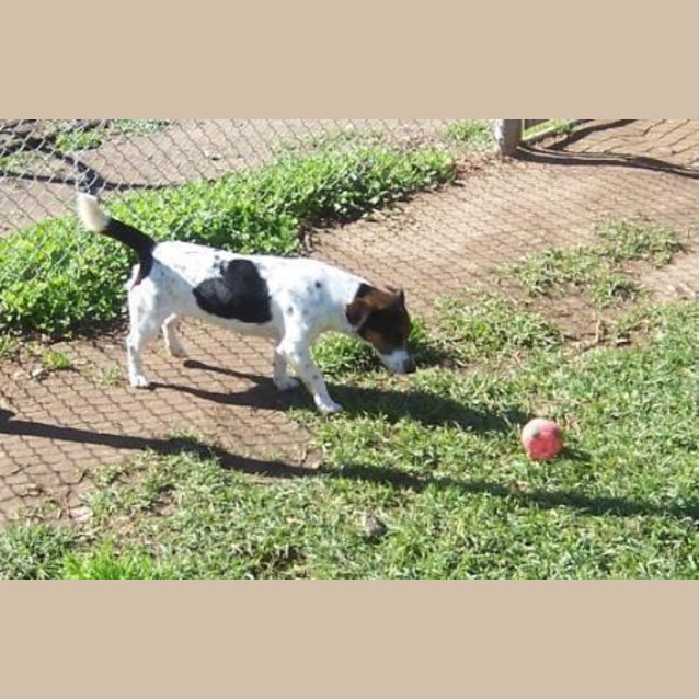 Photo of Trixie   Adopted