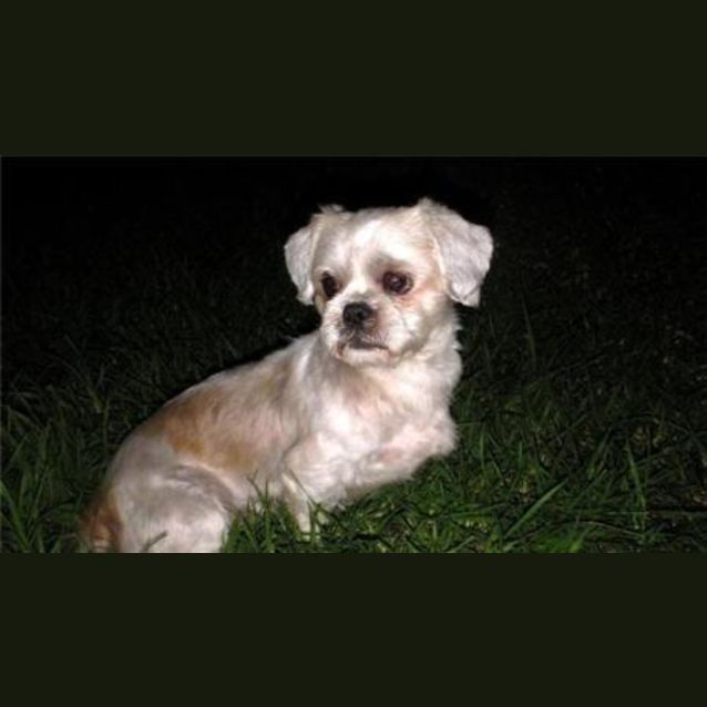 Photo of Zuzu  On Trial **