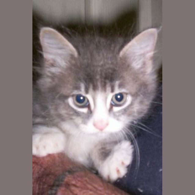 Photo of Buddah (On Trial)