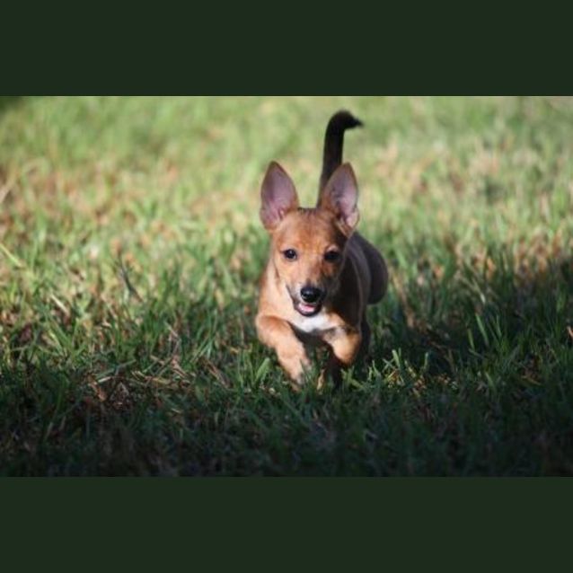 Photo of Petal   *Deposit Taken*