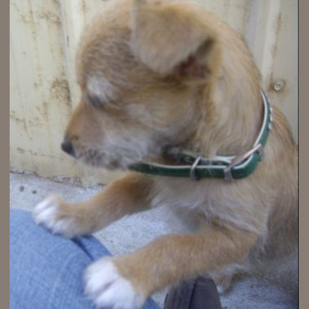 Photo of Meggsy   Adopted