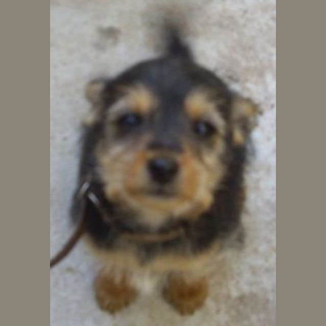 Photo of Tasha  Adopted