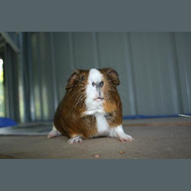 Photo of Toby (On Hold)