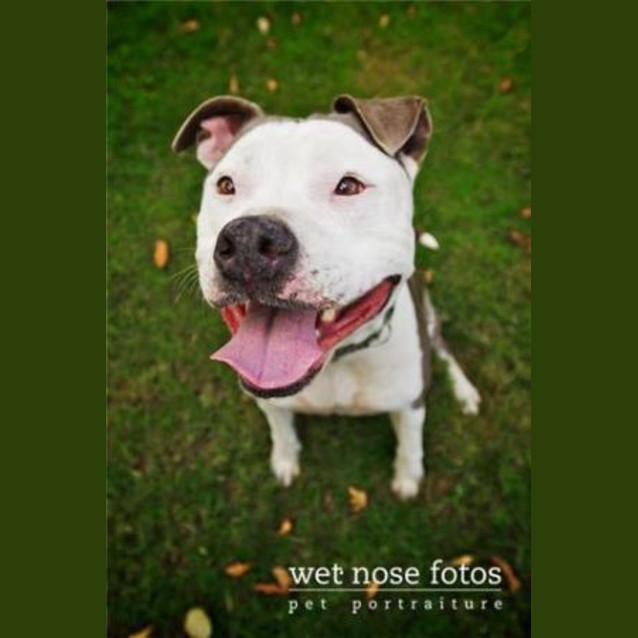 Photo of Lili *Urgent Foster Carer Or Home Needed *