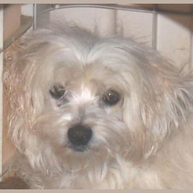 Photo of Savannah