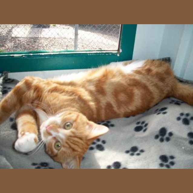 Photo of Tiger
