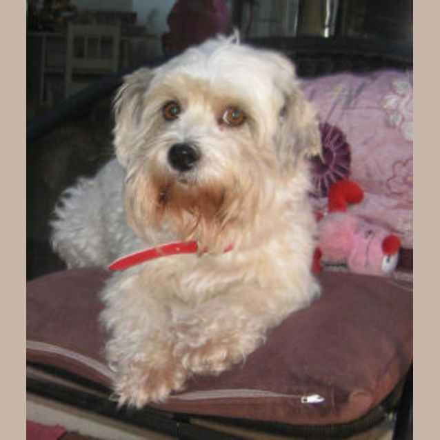 Photo of Sweet Pea