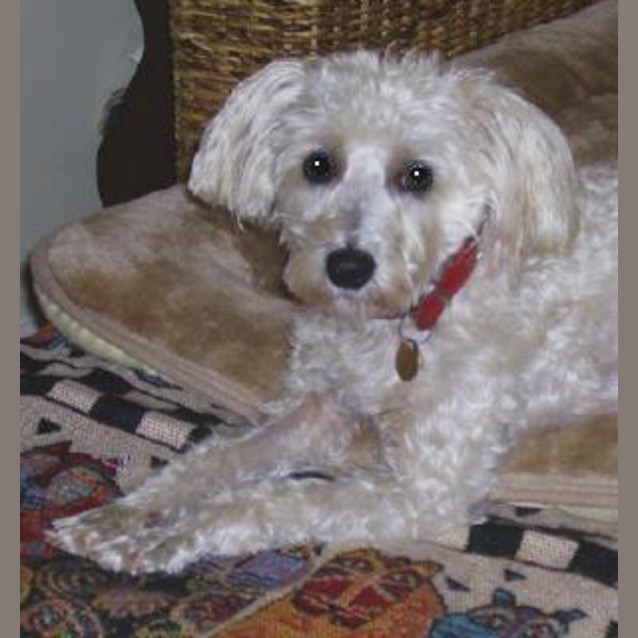 Photo of Tizzie