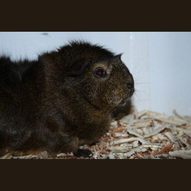 Photo of Spunk