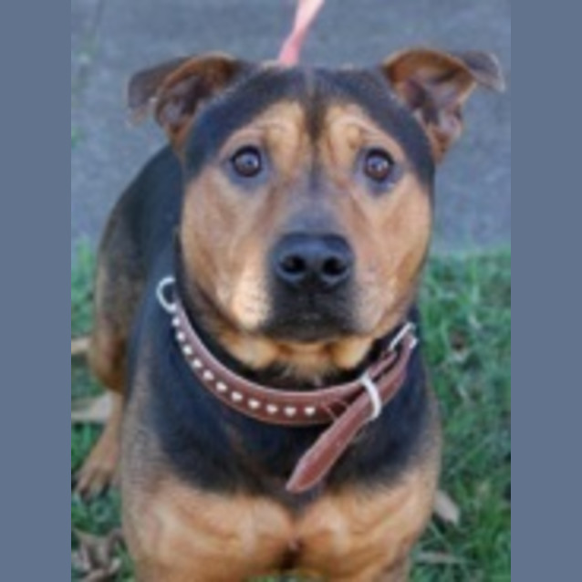 Photo of Bullet