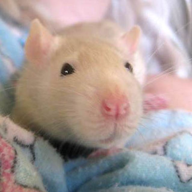 Photo of Kinka