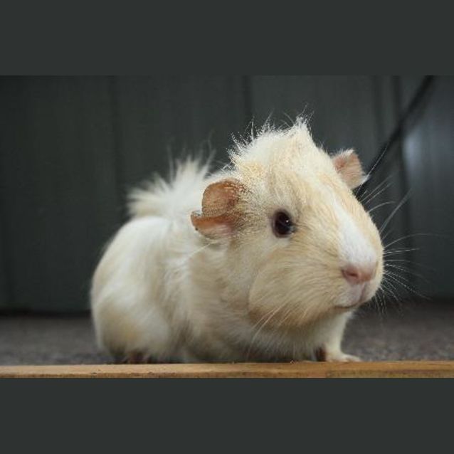 Photo of Cream