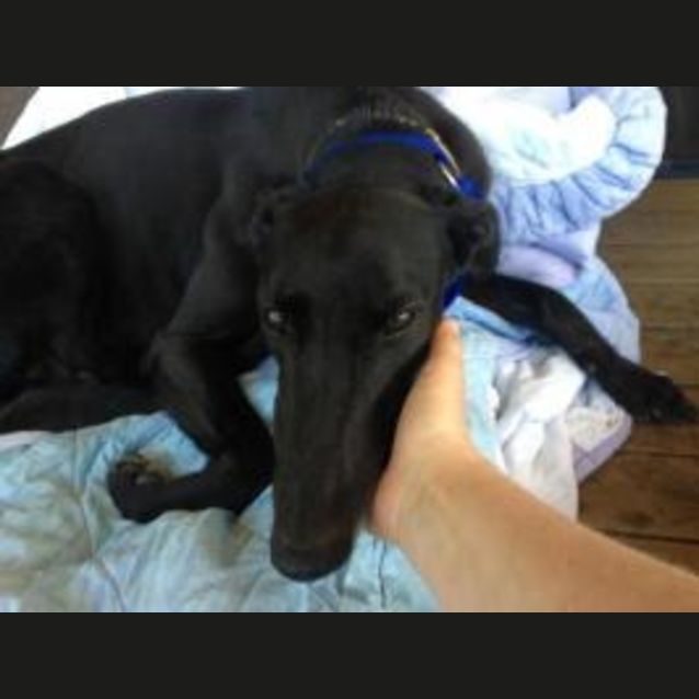 Photo of Ralphie