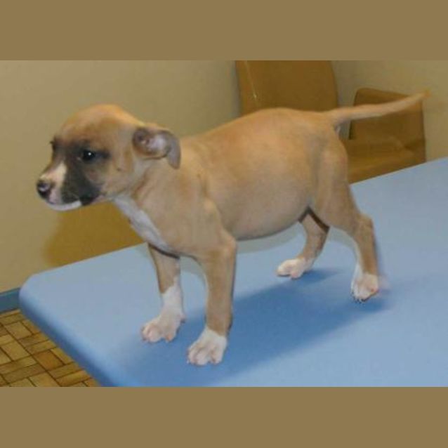 Photo of Speckie