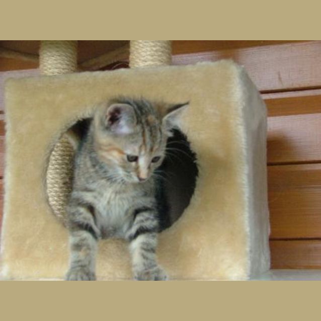 Photo of Lacey