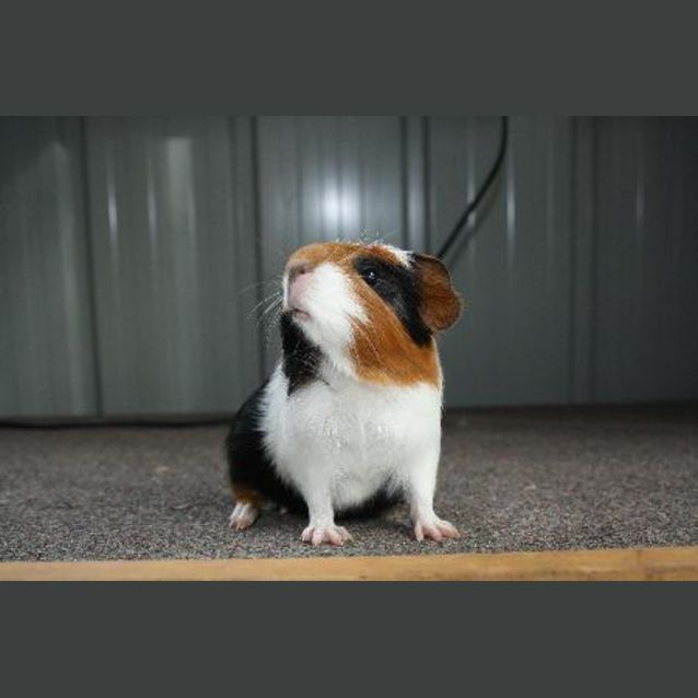 Photo of Cutie (On Hold)
