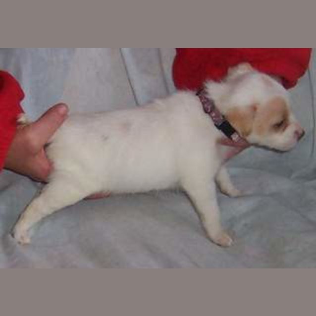 Photo of Female Puppy