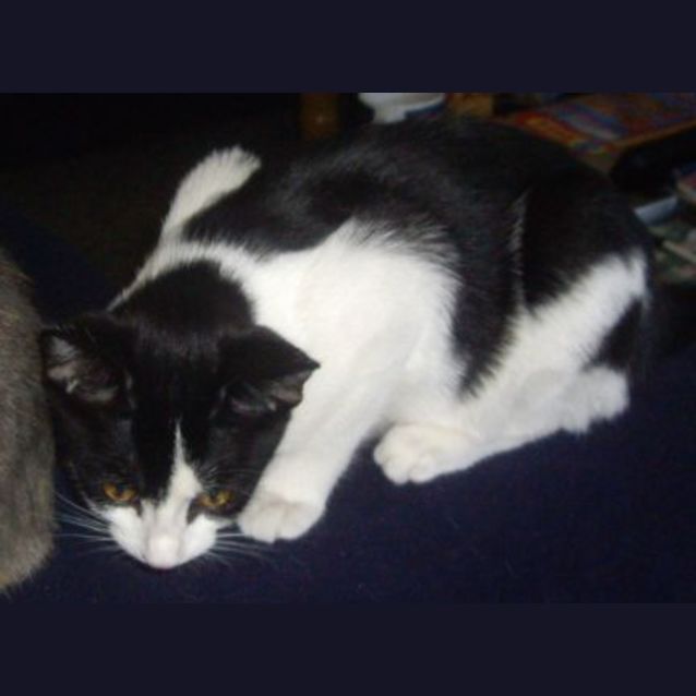 Photo of Pippy