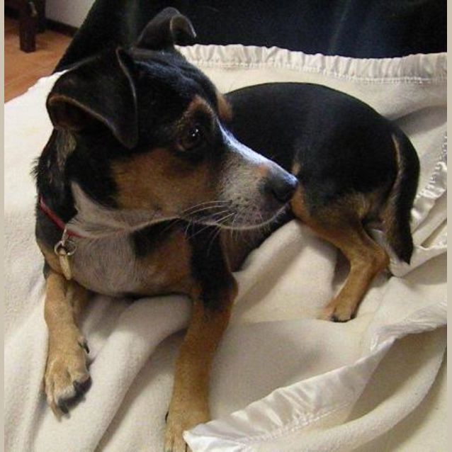 Photo of Blackie *Adopted* (Tag D1373)