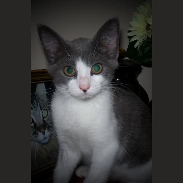 Photo of Archie