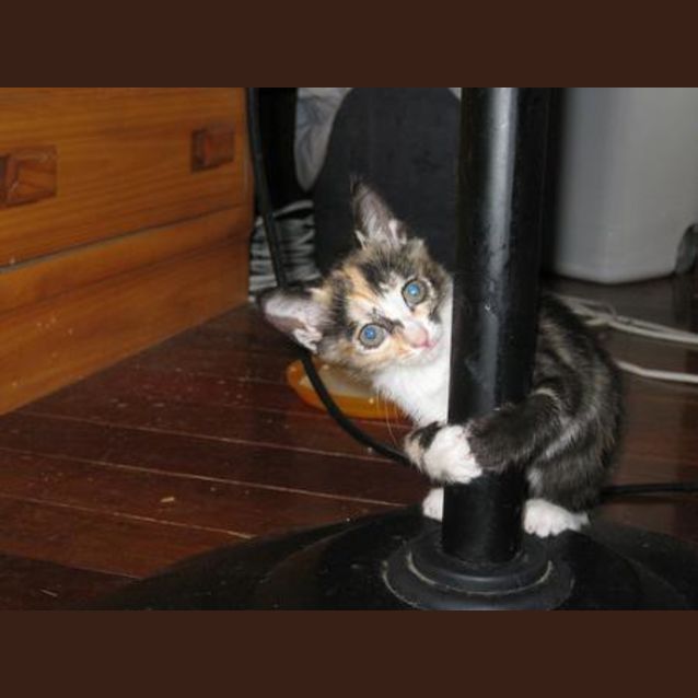 Photo of Lacey