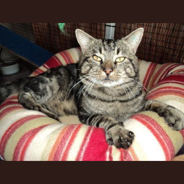 Photo of Rescue Cat