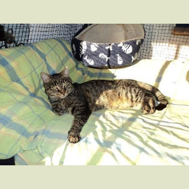 Photo of Rescue Cat