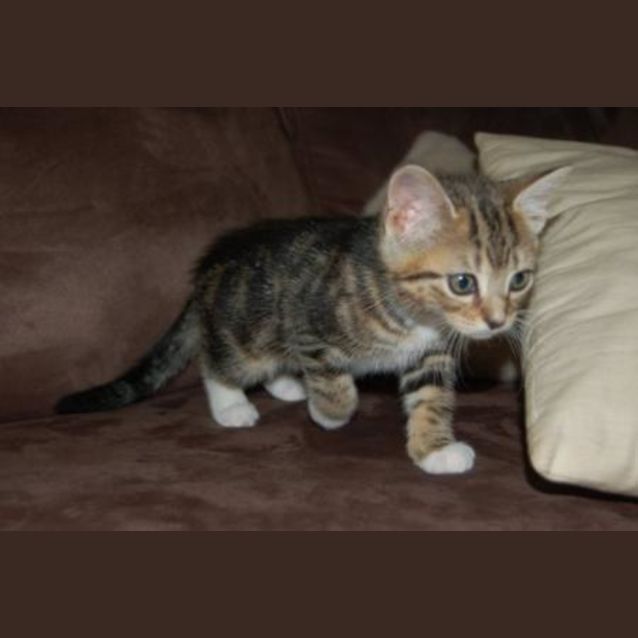 Photo of Bella