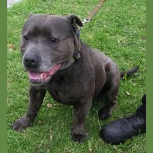 Photo of Bosco