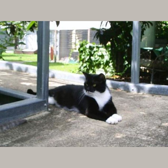 Photo of Felix