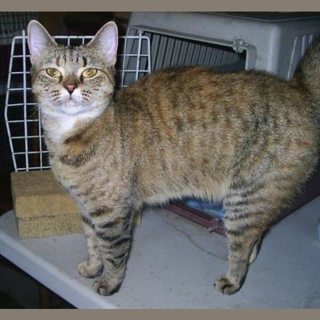 Photo of Sheba   On Hold