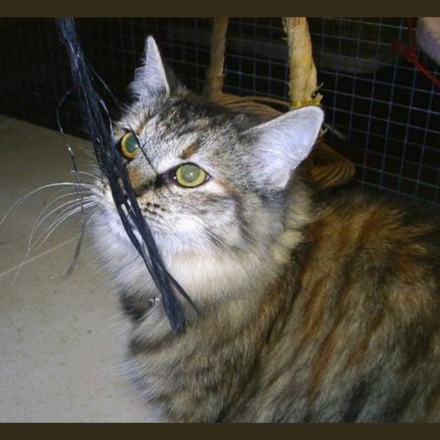Photo of Shelby