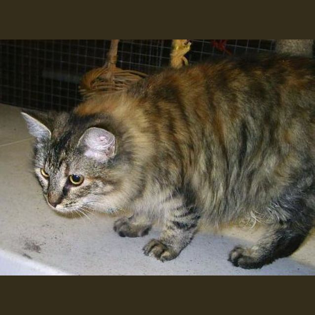 Photo of Shelby