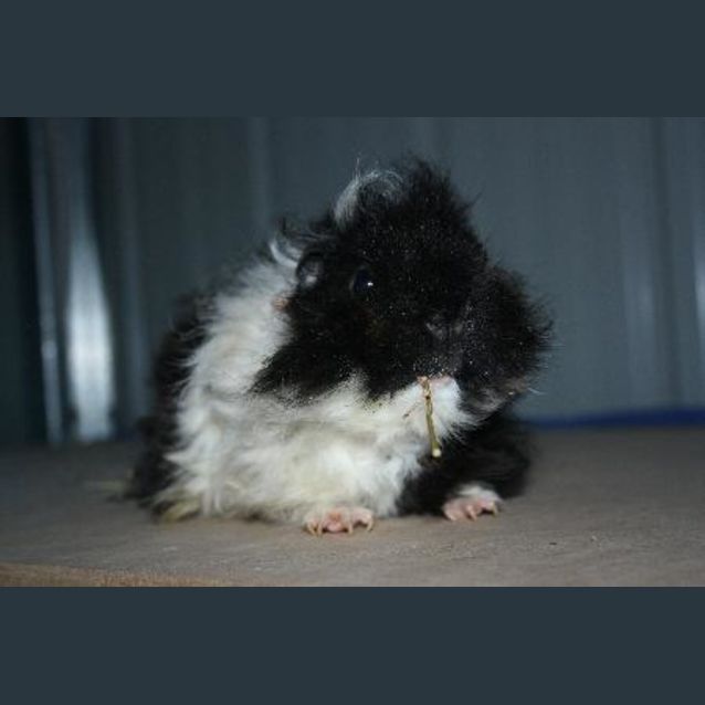 Photo of Anzac (On Hold)