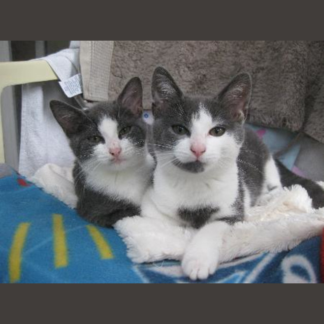 Photo of Holly(f)&Harley(m) Must Be Adopted Together Only