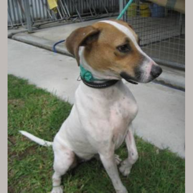 Photo of Matilda *Adopted* (Tag D1592)